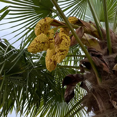 The Charming Private At La Grenouillere *