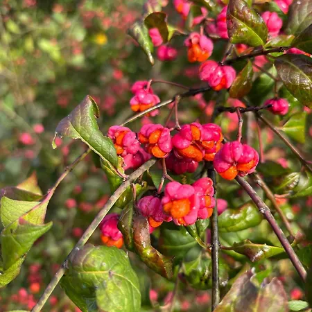 The Charming Private At La Grenouillere